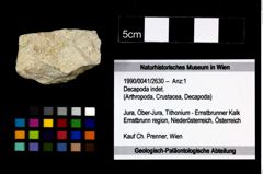 Foto (Objekt + Etikett) von Decapoda indet.  (NHMW-GEO-1990-0041-2630)